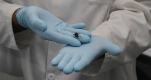 False widow spider sitting on two hands covered with blue latex gloves