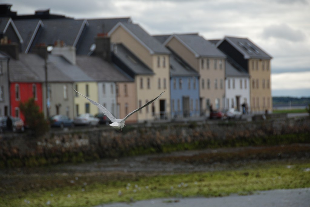 A seagull flies over the Spanish Arch in Galway City.